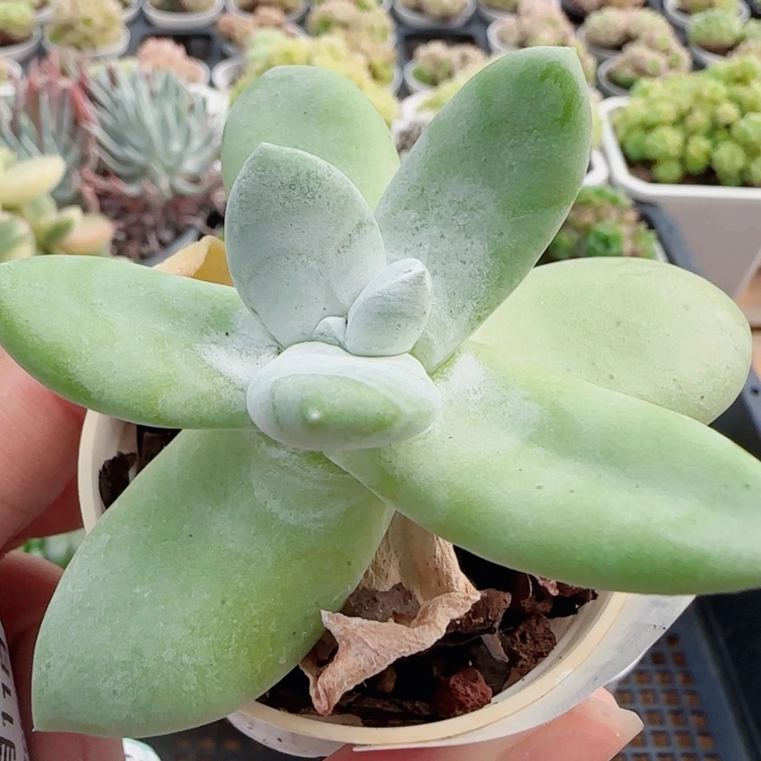 花语逸镜0711-14大拇指仙女棒