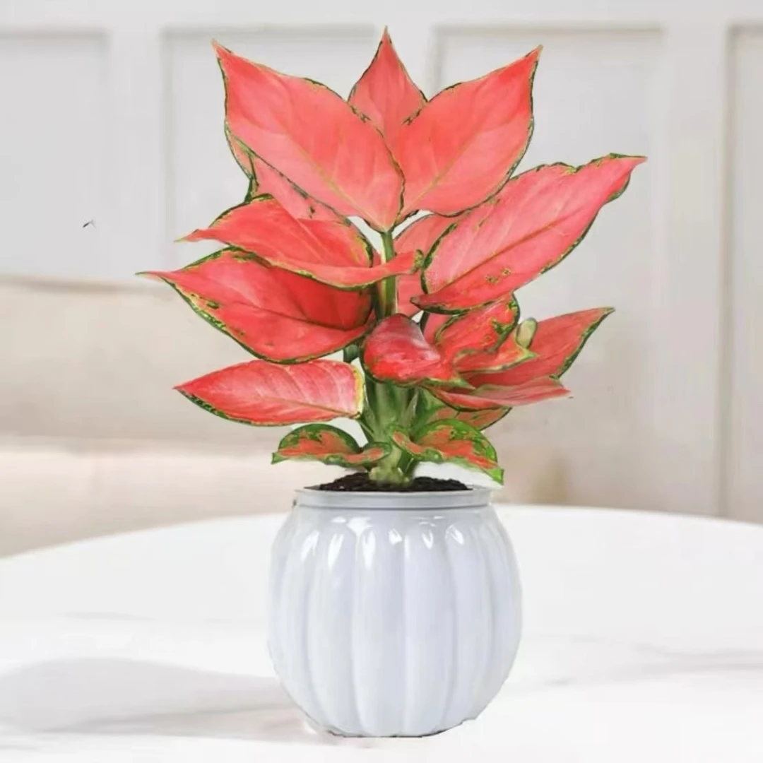 吉利红盆栽室内如意绿植盆栽客厅阳台庭院好养四季如春