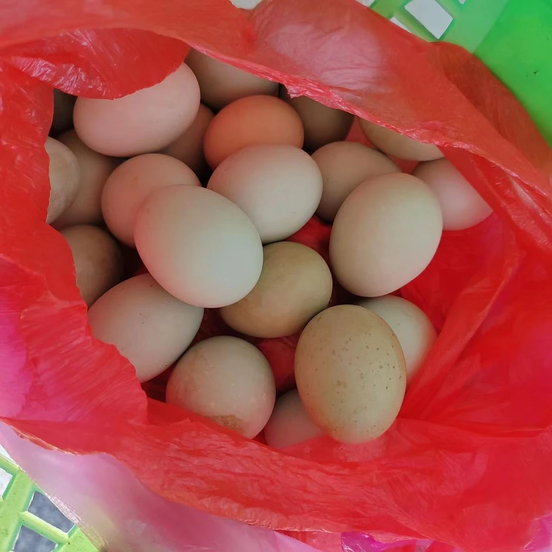 农户高山散养土鸡蛋