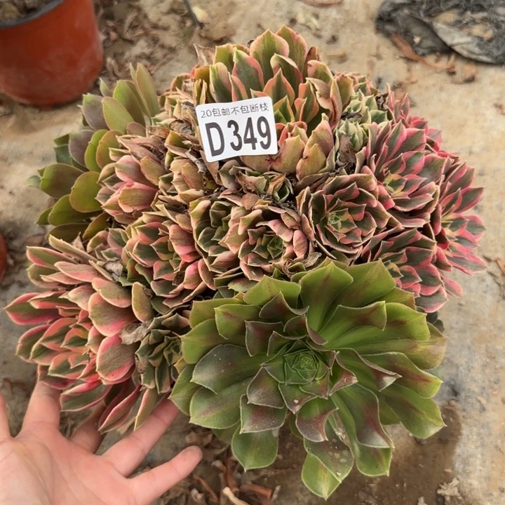 妖月……多肉植物……