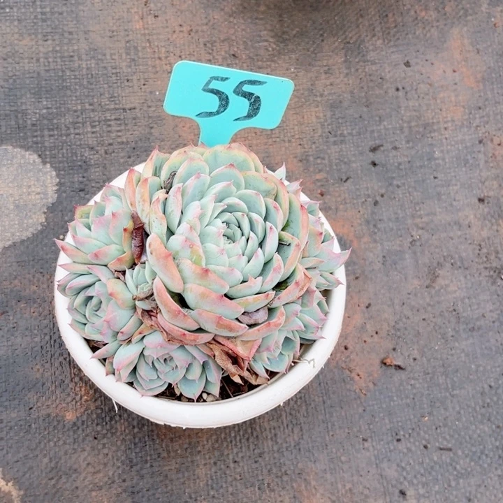 晨语多肉一物一拍55