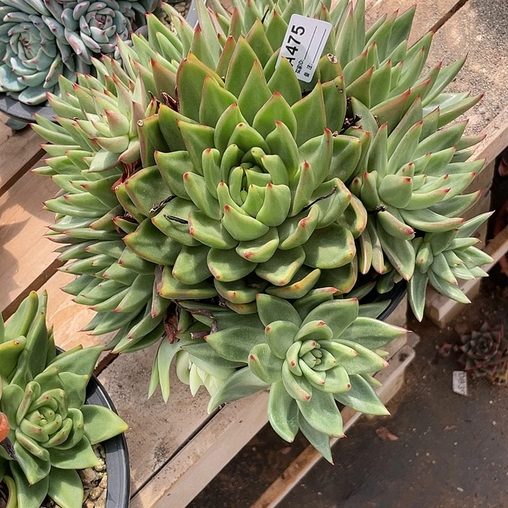 若如东云组拍A475