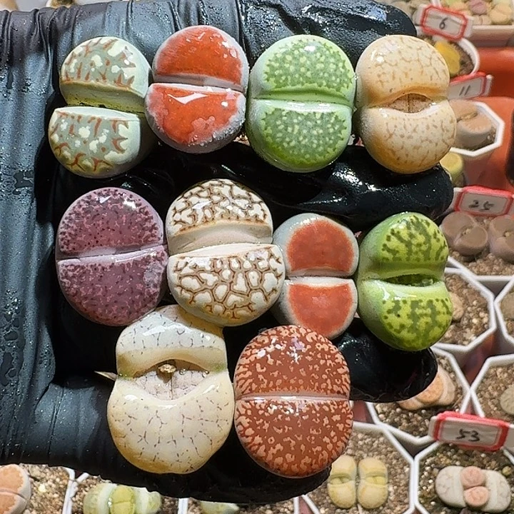 生石花2333:：：。   139