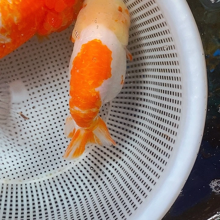 海水兰寿红白玉面