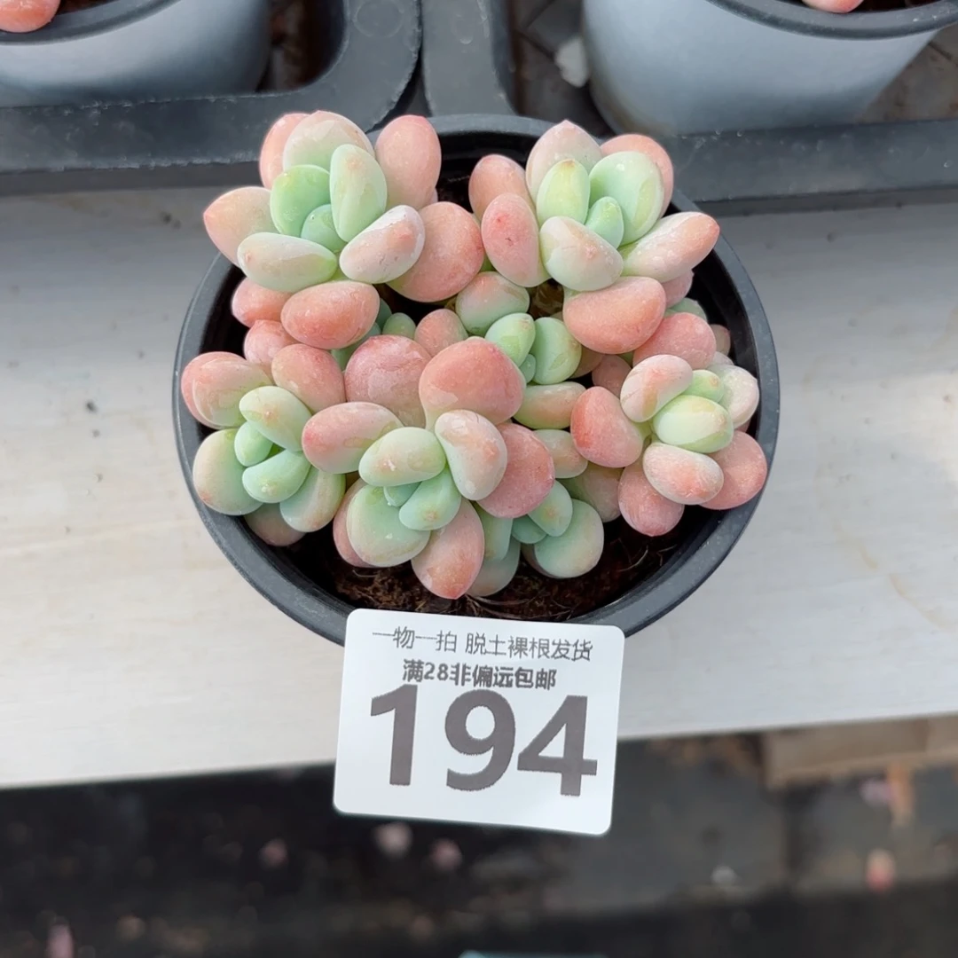 橘子洛神老桩无盆土发货