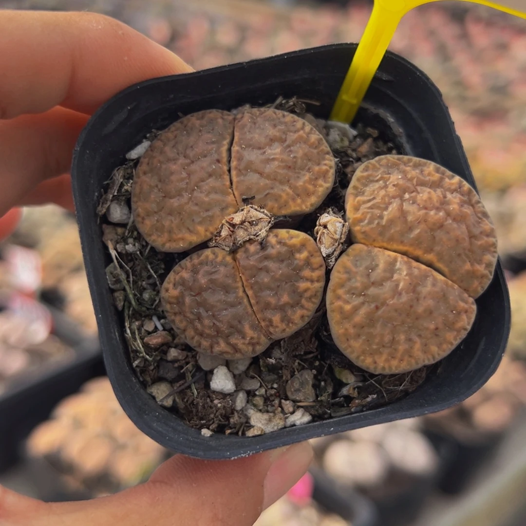 988 生石花大群生大群生