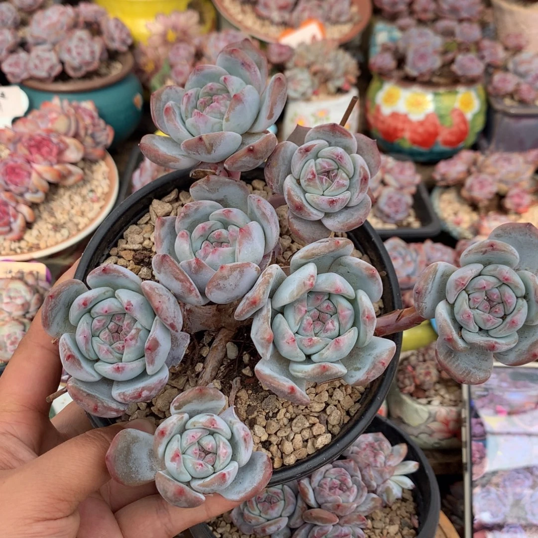 哈哈哈哈哈哈哈哈8