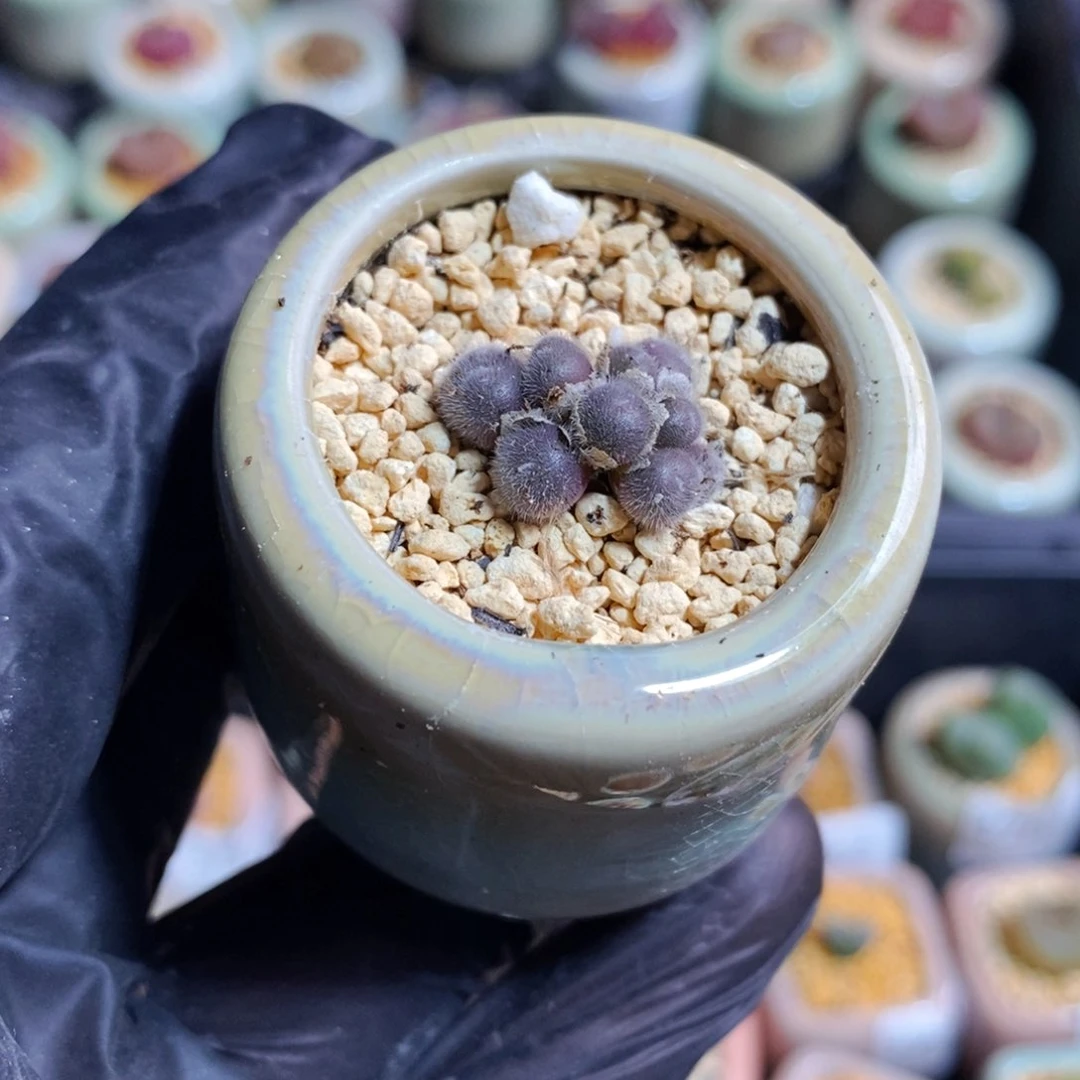 3845-一物一拍 带盆