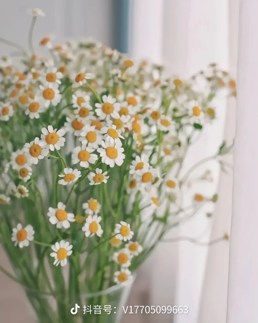 洋甘菊白色小菊一把10支装鲜花新鲜鲜花菊花鲜花花束
