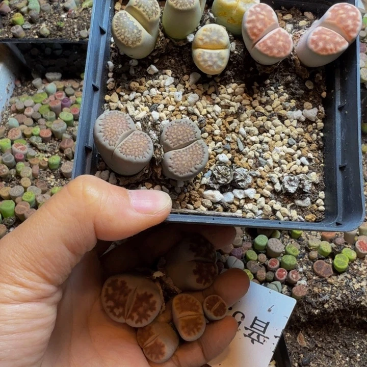 圆*多肉葡萄的季节6