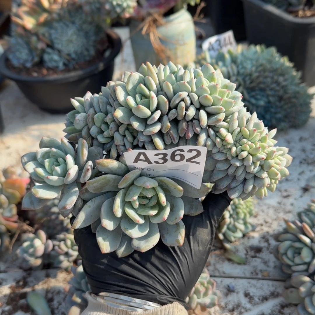 7朵带缀呀呀呀呀