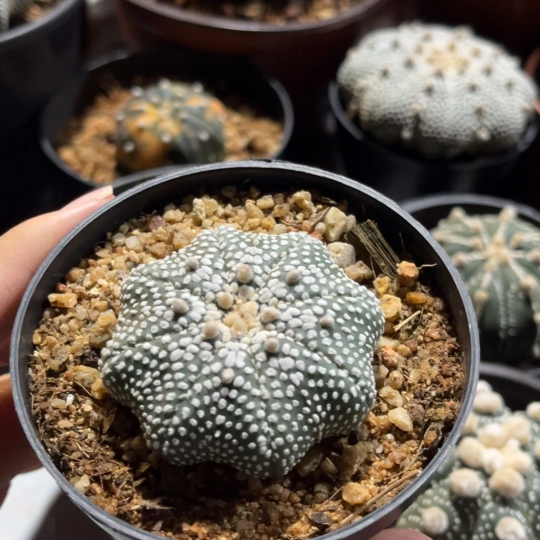 奇迹兜球一物一拍实生