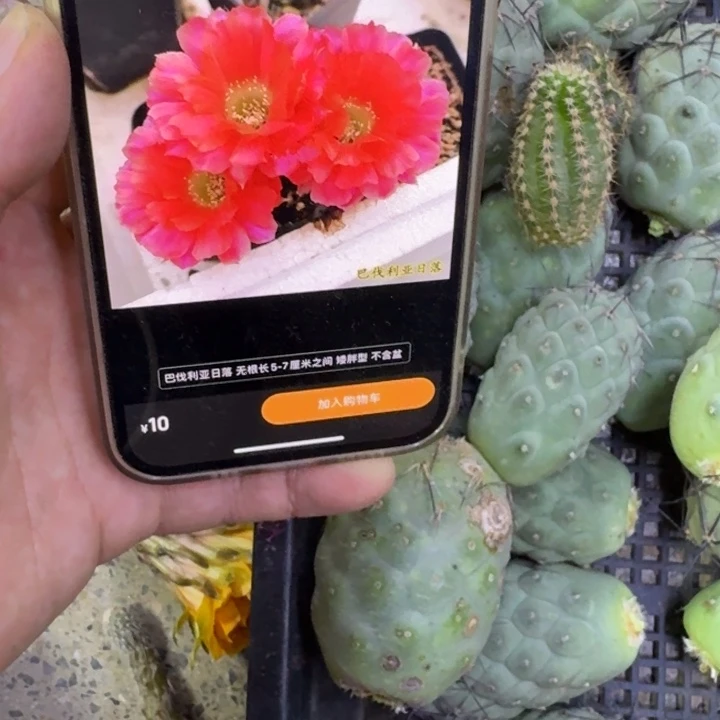 320白檀巴伐亚日落3个无根侧牙小，20包邮