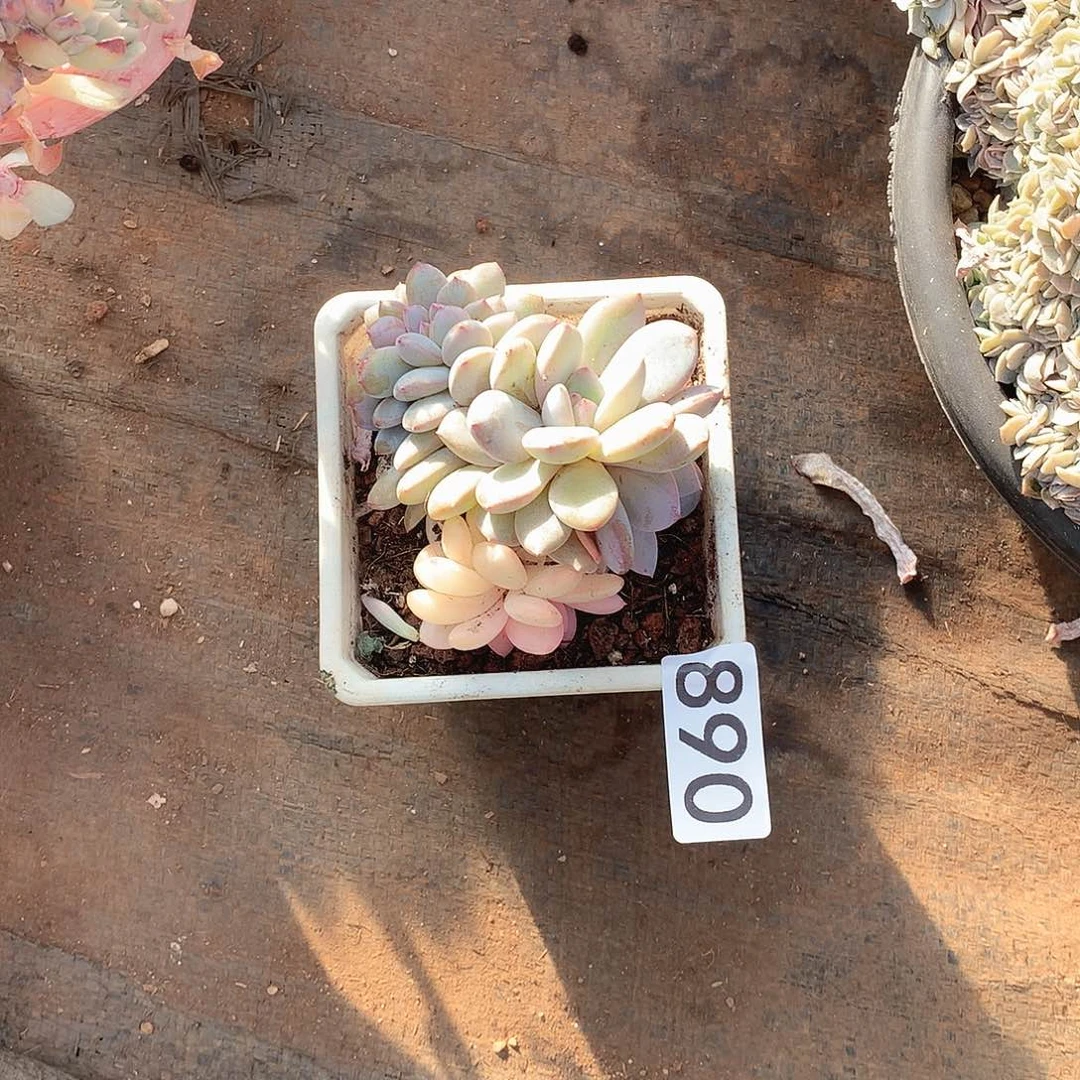 890 一物一拍多肉