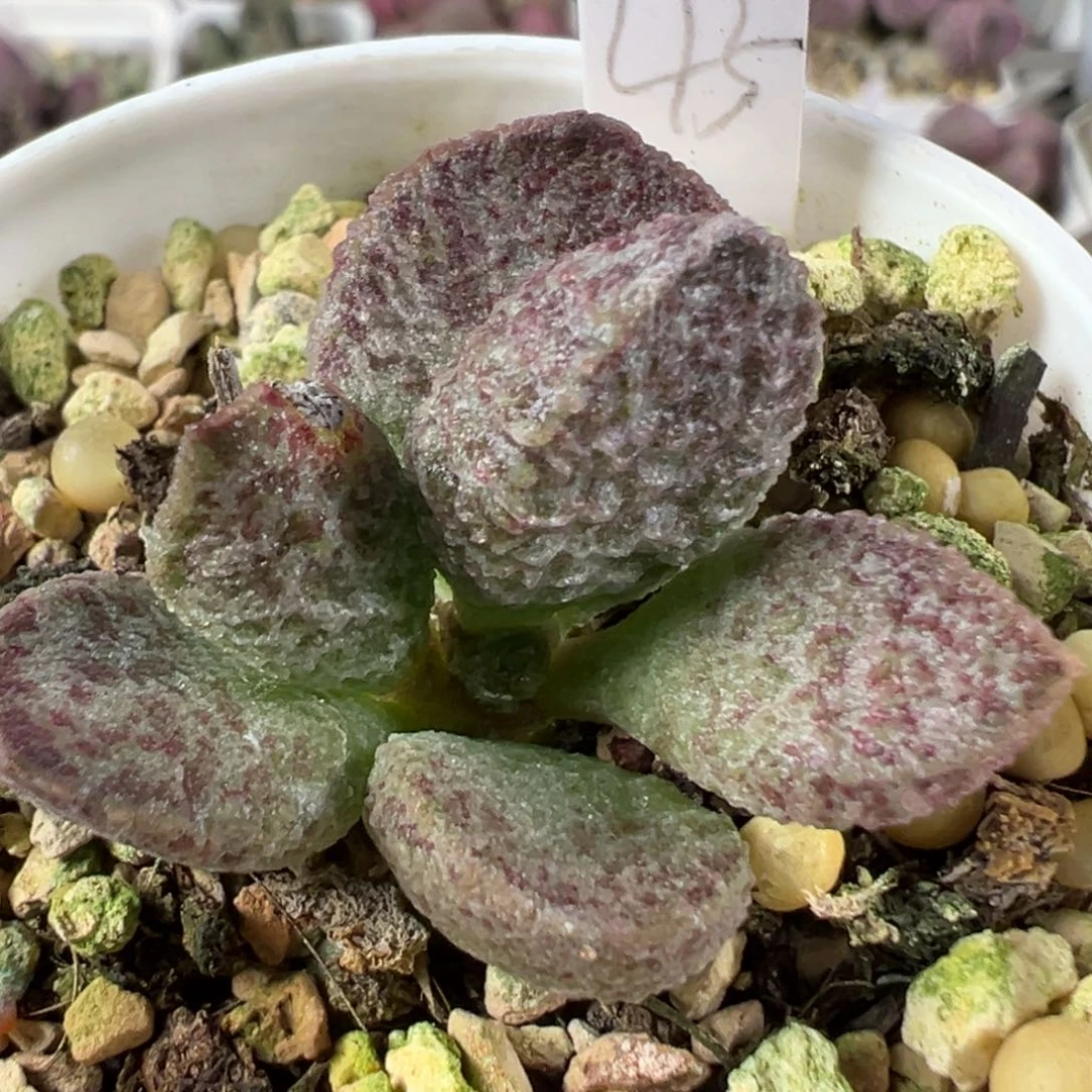 w斑点款实生新品多肉植物水泡