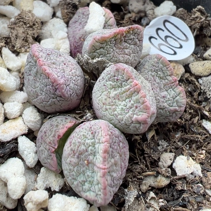 *****660号111111111111111