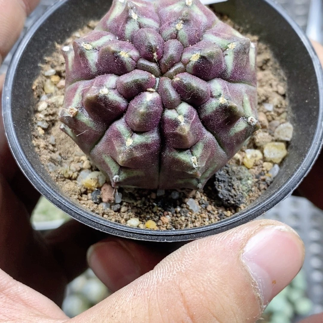 明***人106号多肉植物多肉植物