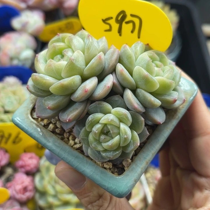 油透暗纹珍妮群5927