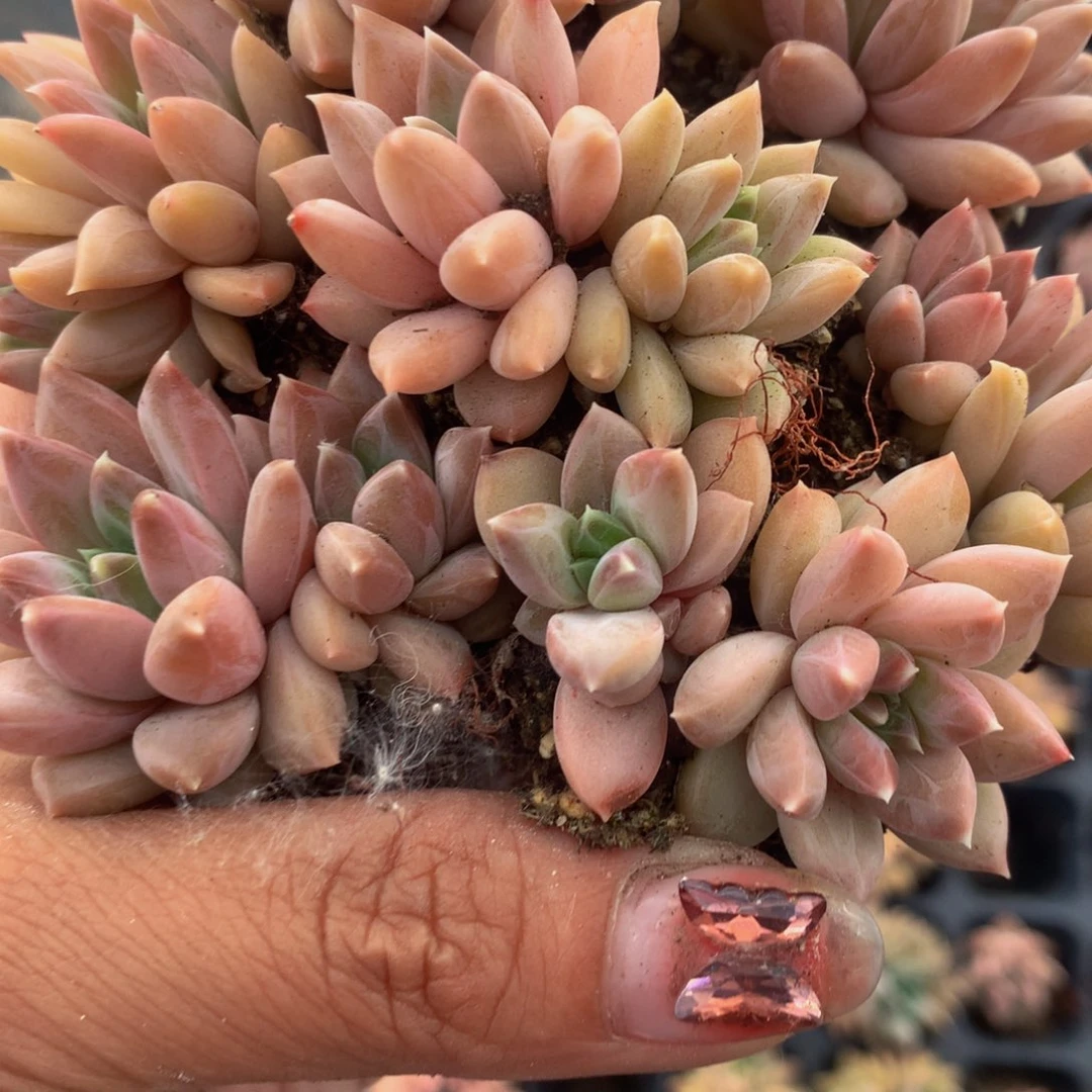 k钻双头 3颗 （不满9.99发叶子）