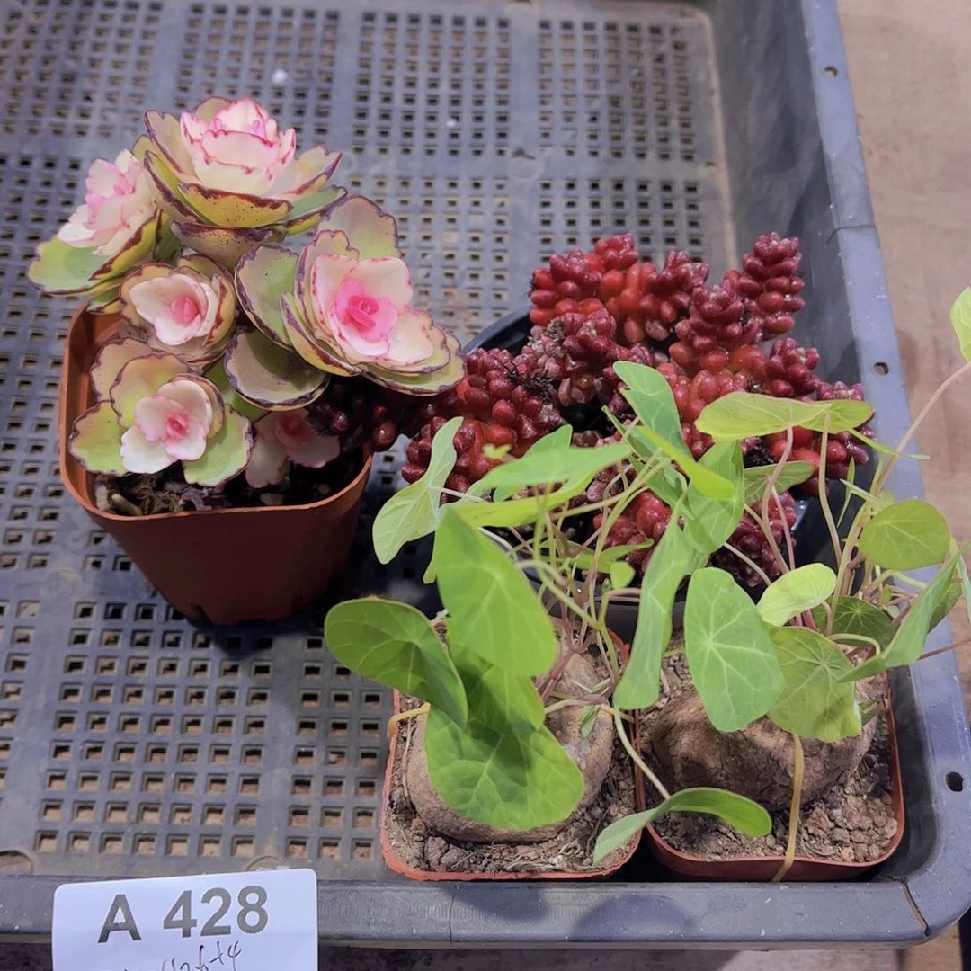 多肉428多肉植物