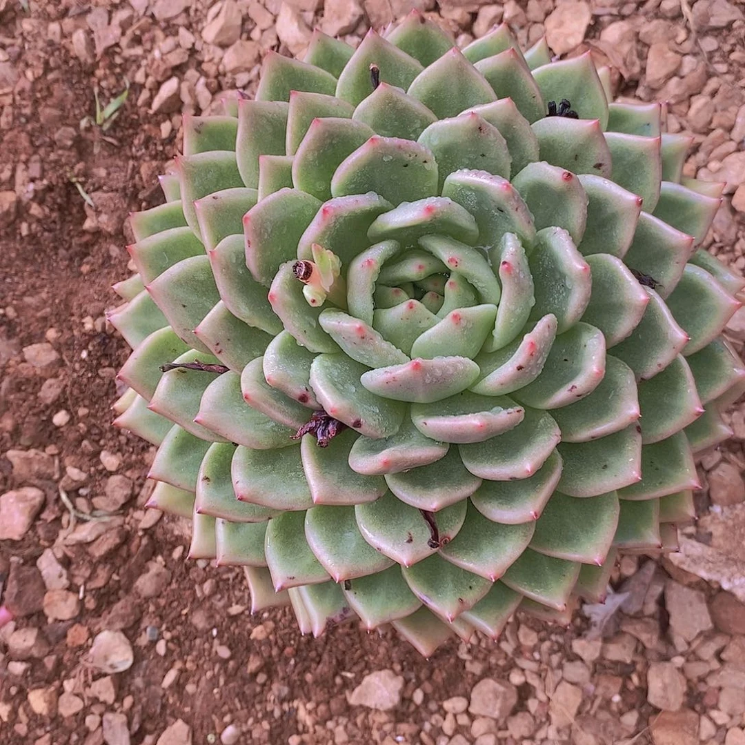 多肉植物韩版旋转龙