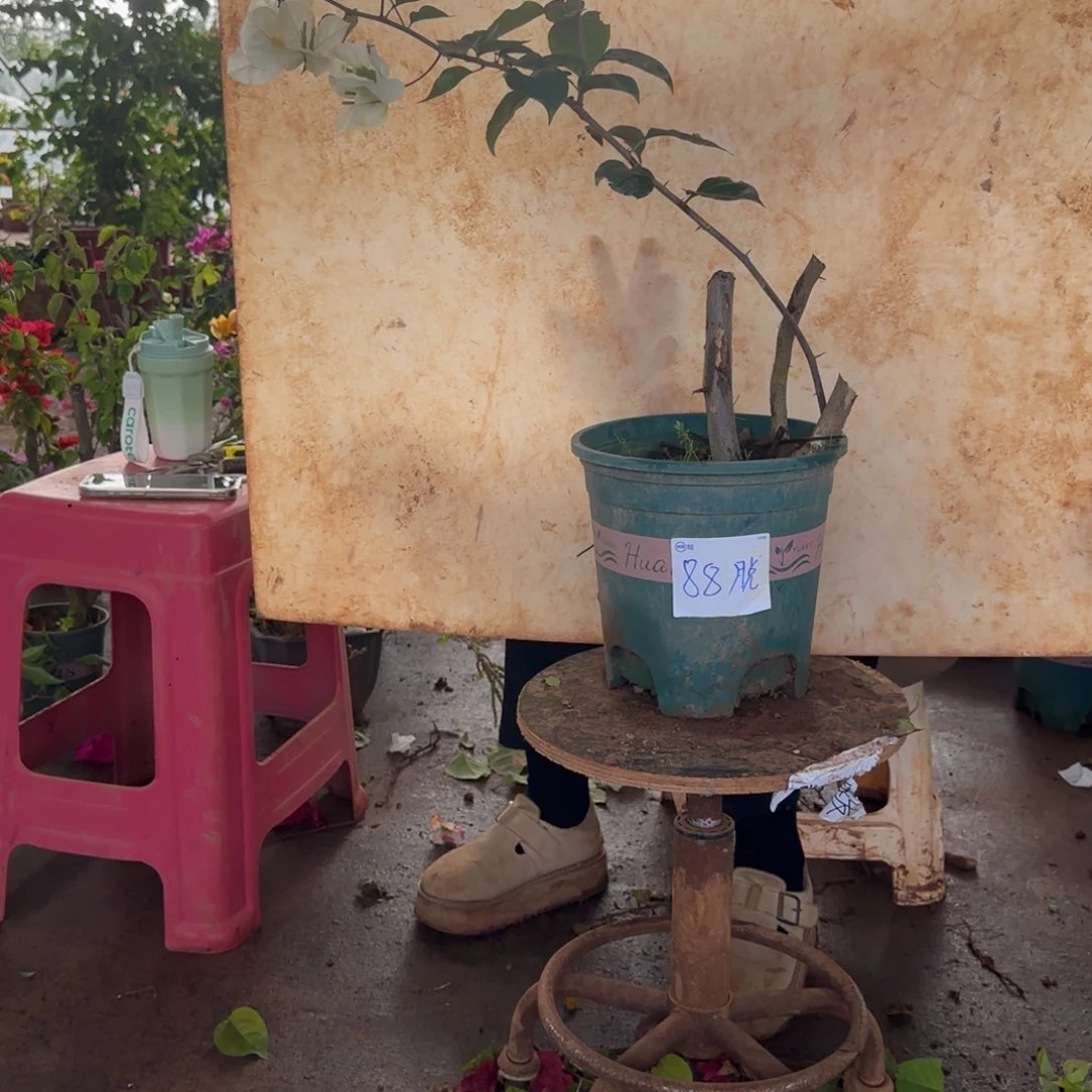 大部分花苞少量开放凤凰 88脱