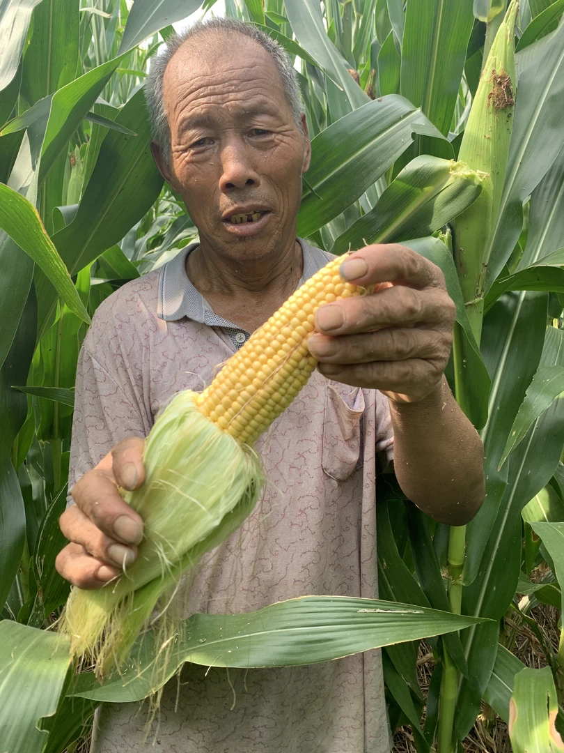 山东老式黄玉米笨棒子农家自种现摘现发不甜不糯