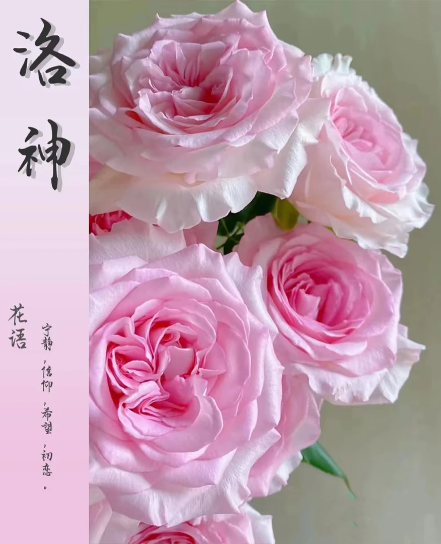 【10枝  洛神玫瑰】全场鲜花任意满两单升级顺丰 送货上门