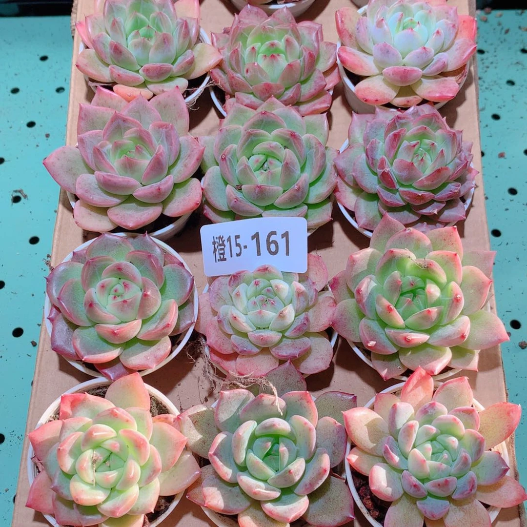 15-161一物一拍多肉带盆18颗