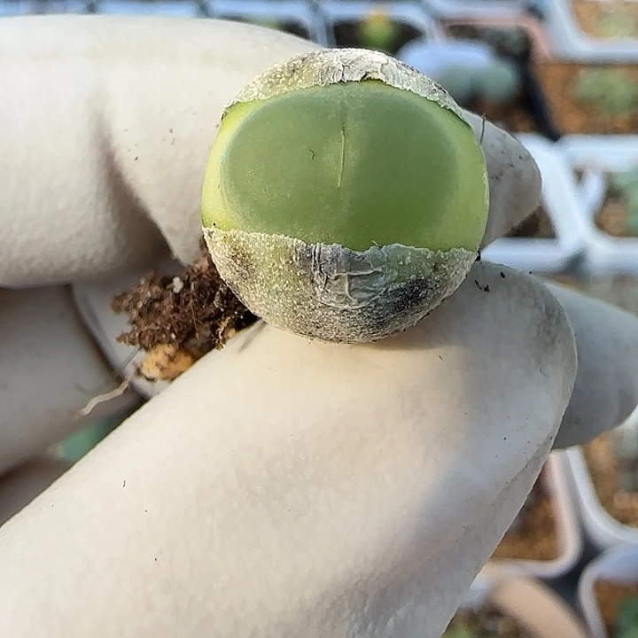 803拉登福利福利福利1.5