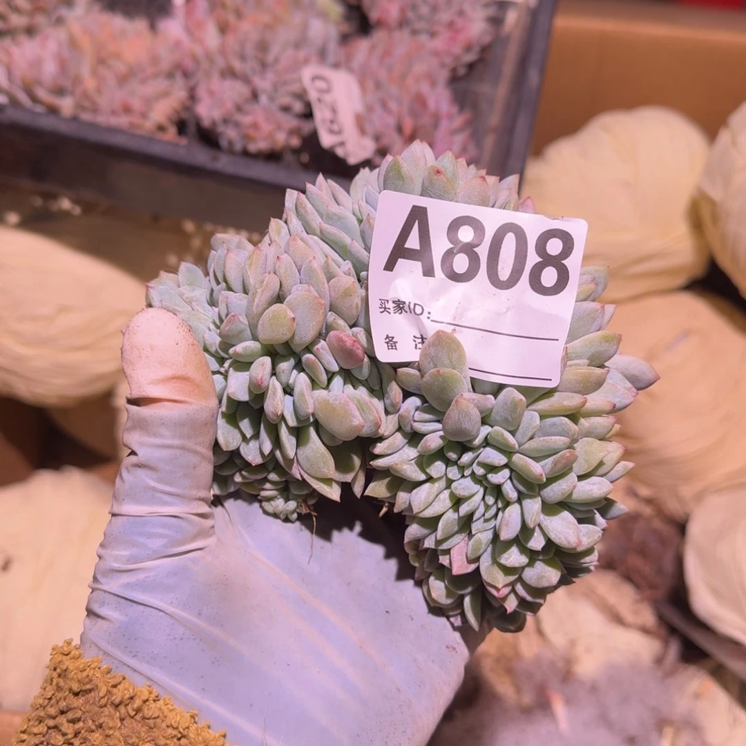 刀*星影缀化呀呀呀呀