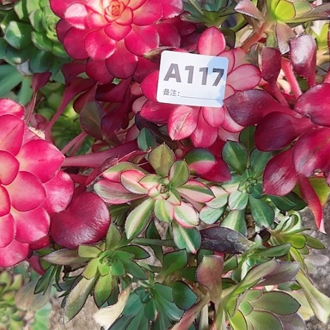 【闪购商品】小***?12345678