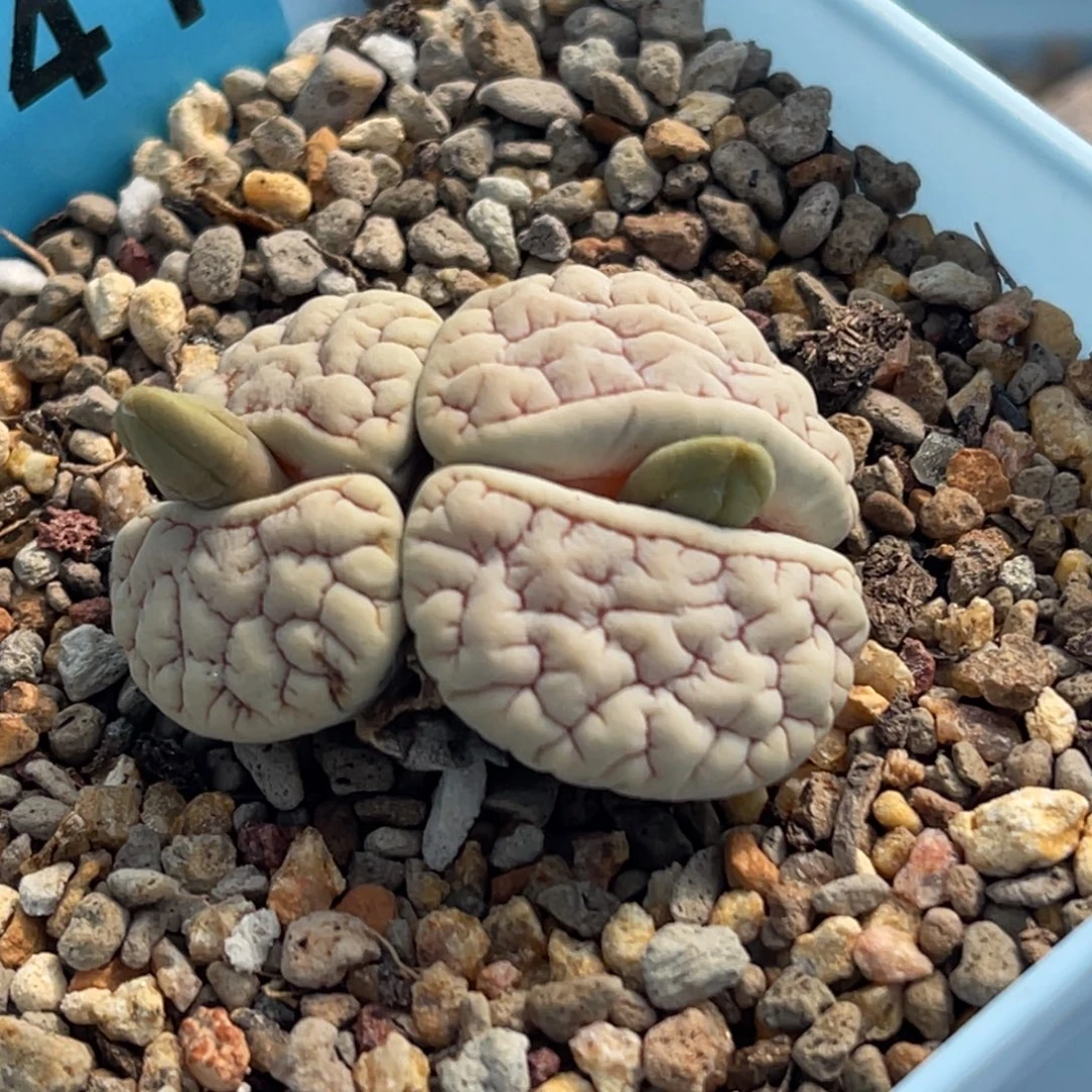 7941双头红纹蛙哥189一颗