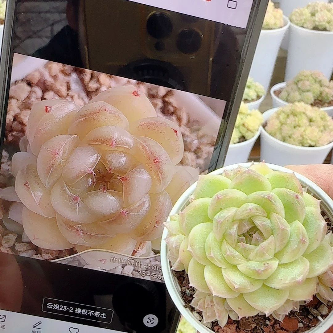 1119-41（云姐23-2）