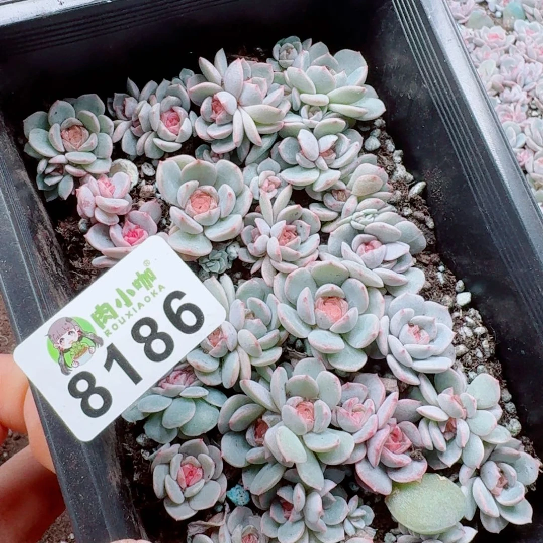 花***李多肉植物多肉植物
