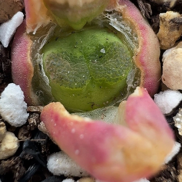 老马生石花雪茄2042