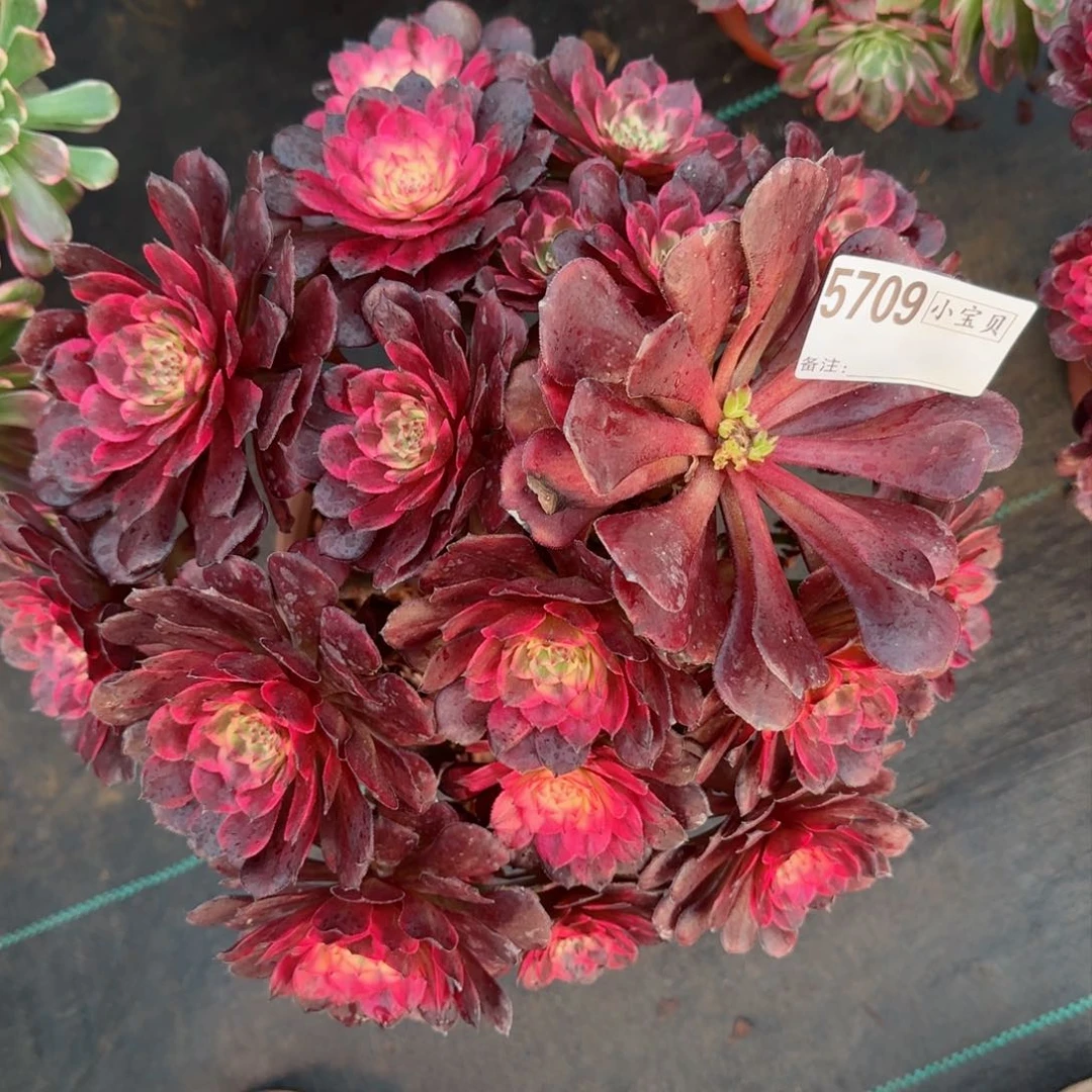 5709多肉烟花多肉多肉