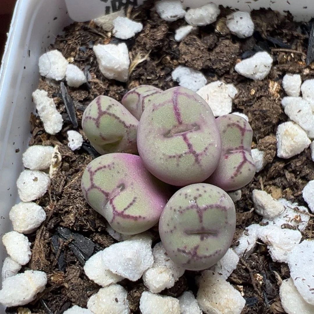 【闪购商品】 569。