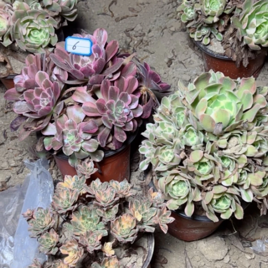 【闪购商品】断枝不包6