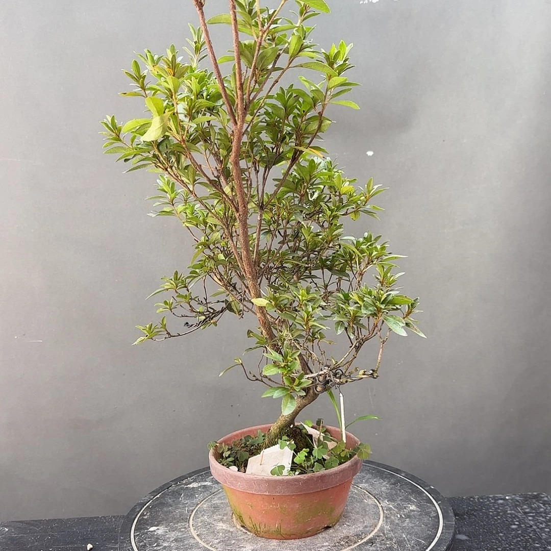 无花朵立山之舞有花朵