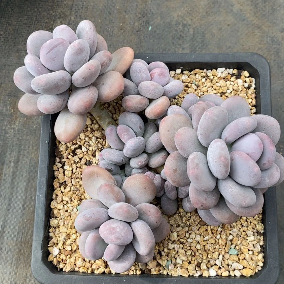 纪****多肉，桃美人自然群，1234567891234