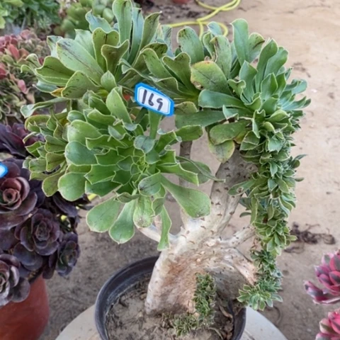 原始绿缀一物一拍