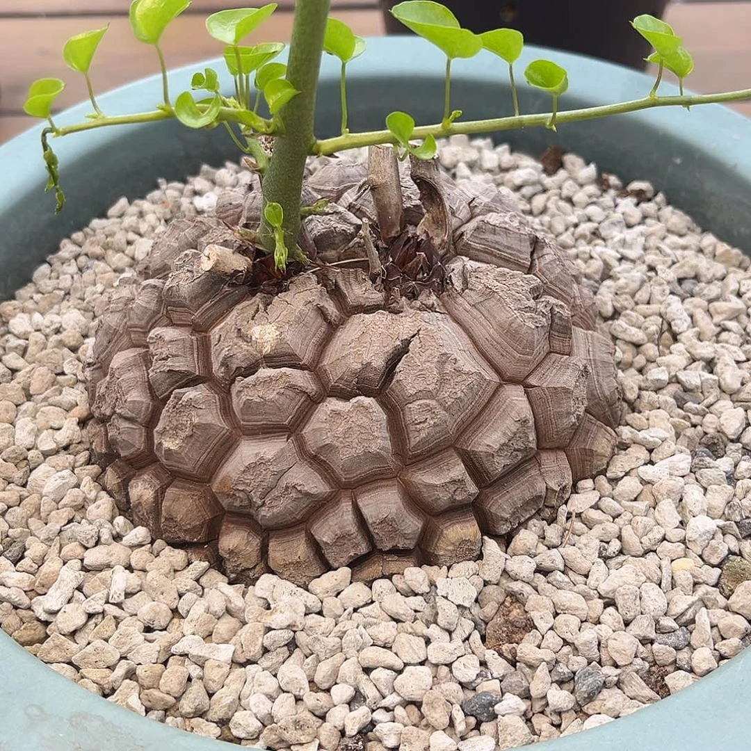 双芽点龟Zzzzzzzzzzzz