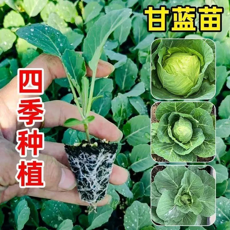 甘蓝苗包菜苗卷心菜水果薄皮脆大头包心菜蔬菜耐寒阳台秧苗四季种