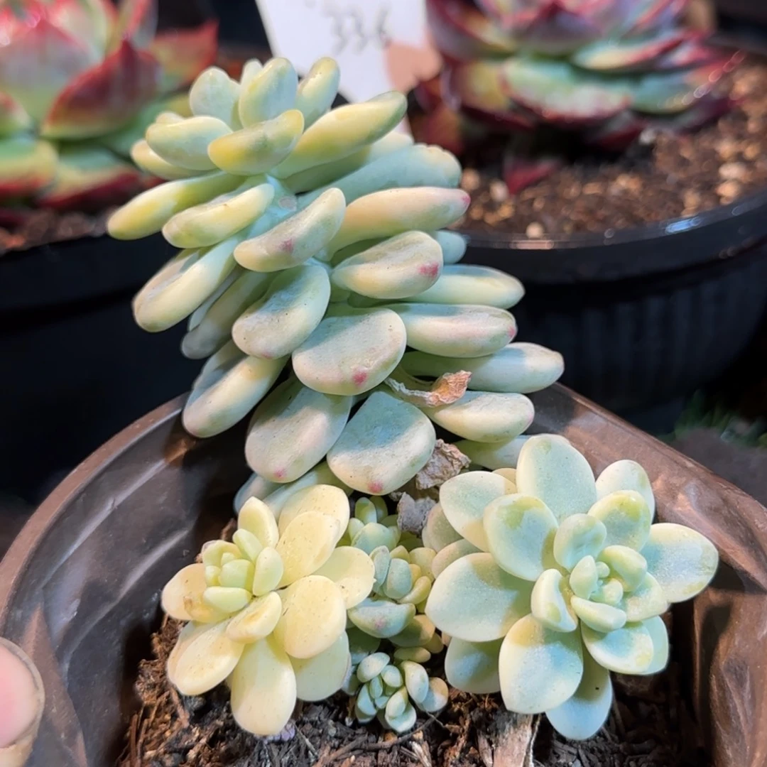 劳尔锦惊鸿一物一拍包装收缩花旱