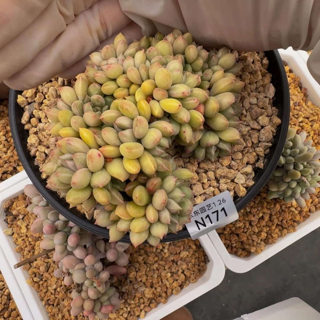 n n n n n n n n 171