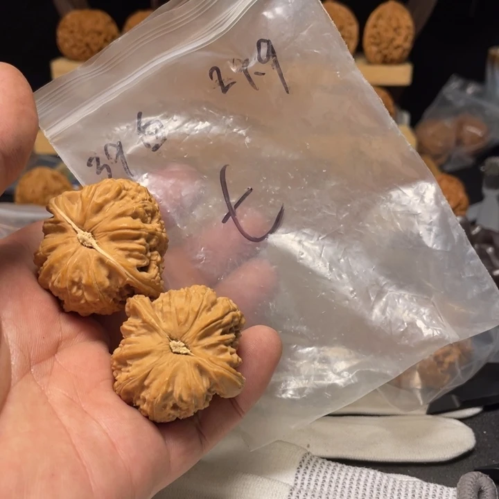 星***七文玩核桃把件白狮子