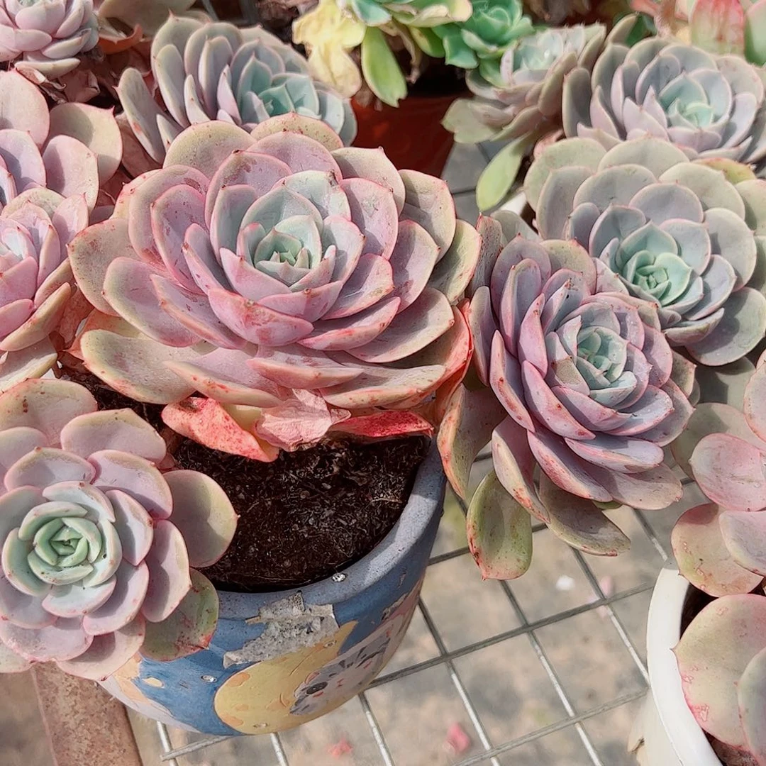 蓝色苍鹭多头群生老桩