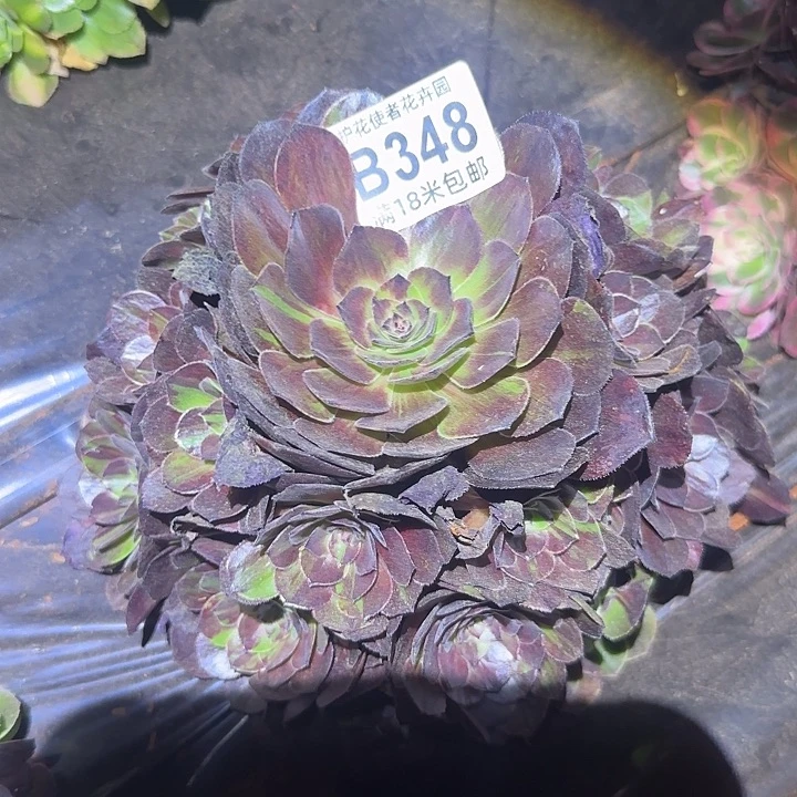 多肉法师花月夜朵