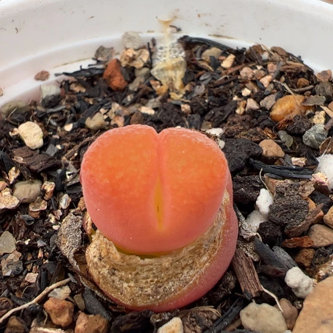 662多肉植物百科